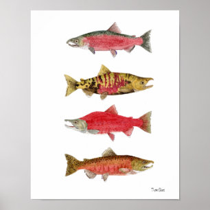 Póster Estudios de la acuarela de salmones