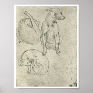Póster Estudios de un perro y un gato, Leonardo Da Vinci