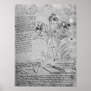 Póster Estudios de Violas