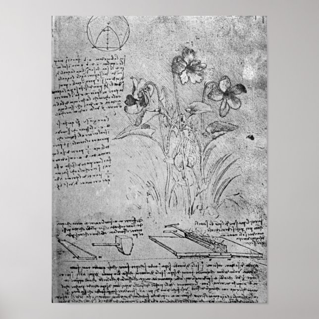 Póster Estudios de Violas (Frente)