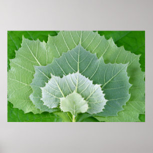 PÓSTER ETAPAS DE LA VIDA