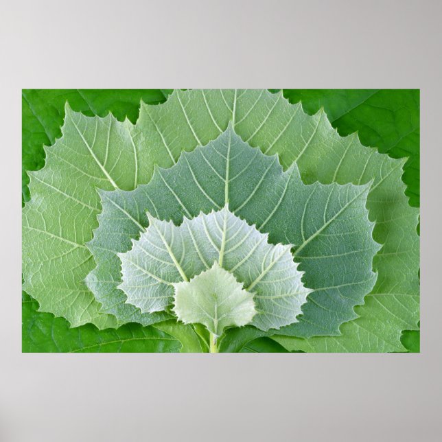 PÓSTER ETAPAS DE LA VIDA (Frente)