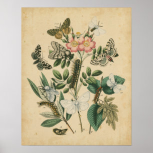 Póster Etapas de la vida de la mariposa por Vision Studio