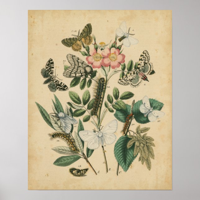 Póster Etapas de la vida de la mariposa por Vision Studio (Frente)