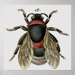 Póster Etching zoológico clásico de una abeja