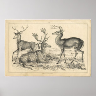 Póster Etching Zoológico Clásico - Deer