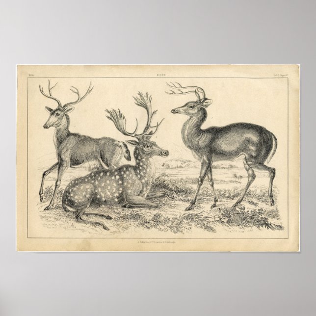 Póster Etching Zoológico Clásico - Deer (Frente)