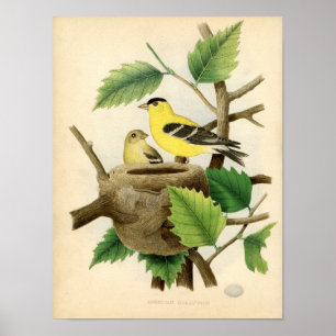 Póster Etching Zoológico Clásico - Goldfinch Americano