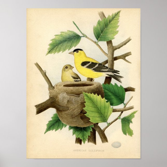 Póster Etching Zoológico Clásico - Goldfinch Americano (Frente)