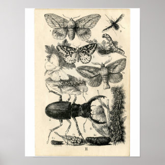 Póster Etching Zoológico Clásico - Insectos