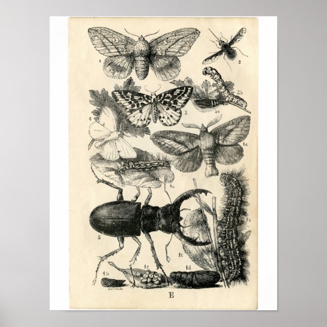 Póster Etching Zoológico Clásico - Insectos (Frente)