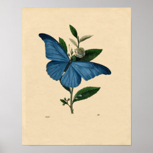 Póster Etching Zoológico Clásico - Mariposa Azul