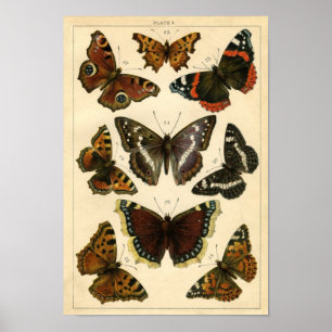 Póster Etching Zoológico Clásico - Mariposas