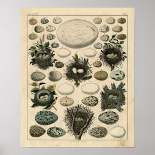 Póster Etching Zoológico Clásico - Nidos y Huevos para Av