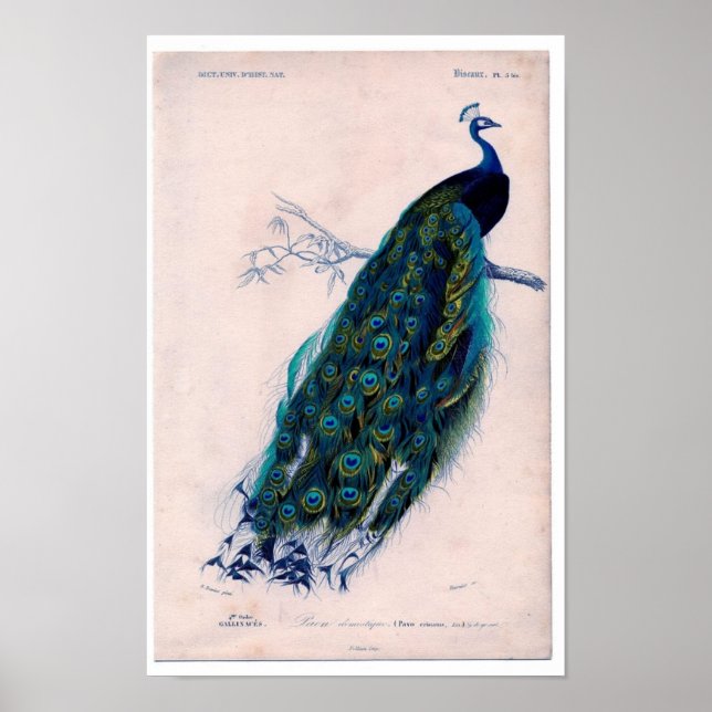 Póster Etching zoológico clásico - Peacock (Frente)