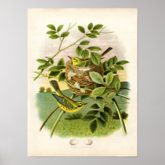 Póster Etching Zoológico Clásico - Prairie Warbler