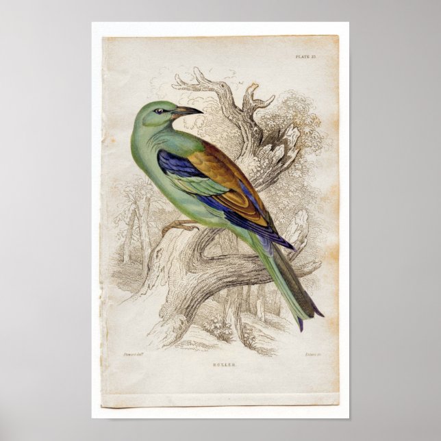 Póster Etching Zoológico Clásico - Rollo (Frente)