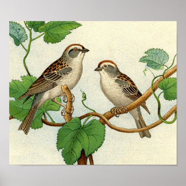 Póster Etching Zoológico Clásico - Sparrows (Frente)