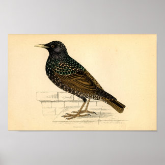 Póster Etching Zoológico Clásico - Starling