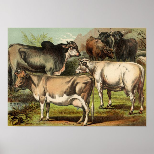 Póster Etching Zoológico Clásico - Vacas (Frente)