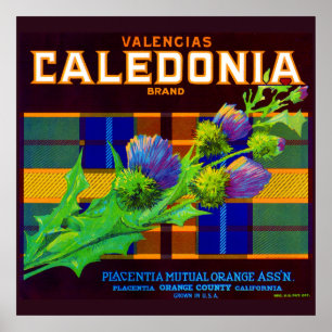 Póster Etiqueta de caja naranja de Caledonia de los años