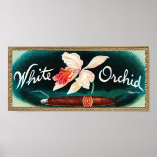 Póster Etiqueta de Cigar de Orquídea Blanca