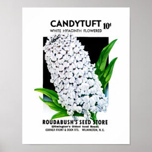 Póster Etiqueta del paquete de la semilla de Candytuft
