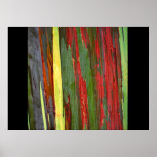 Póster Eucalipto arcoiris 1