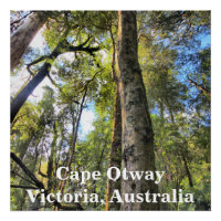 Eucaliptus Gum Trees de la selva tropical australi