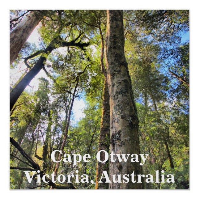 Póster Eucaliptus Gum Trees de la selva tropical australi (Anverso)