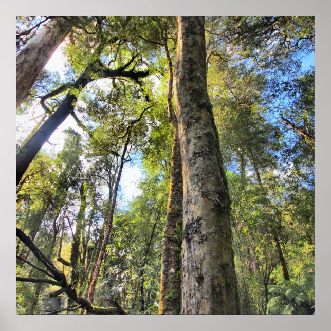 Póster Eucaliptus Gum Trees de la selva tropical australi (Frente)