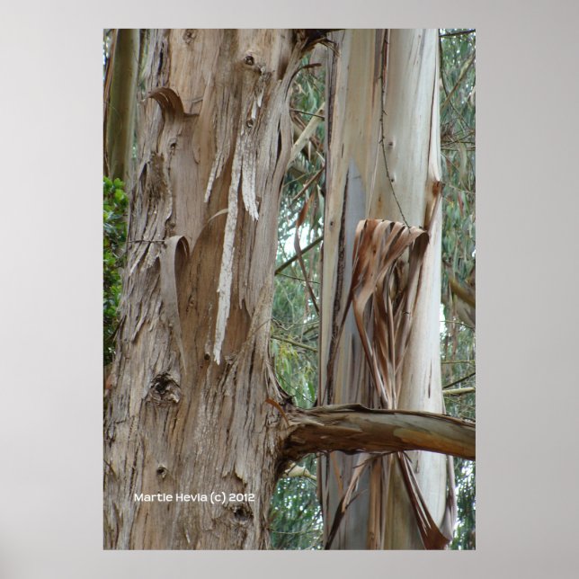 Póster Eucalyptus Bark (Frente)