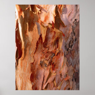 Póster Eucalyptus Bark