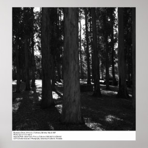 Póster Eucalyptus Grove, UC Berkeley, 1967