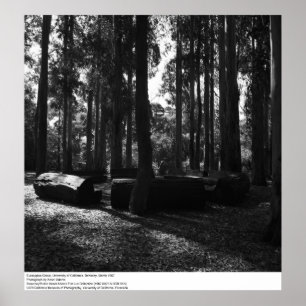 Póster Eucalyptus Grove, UC Berkeley, 1967