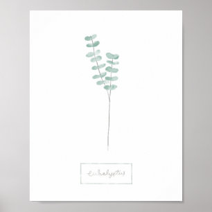 Póster Eucalyptus poster
