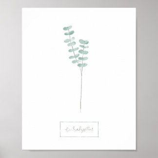 Póster Eucalyptus poster