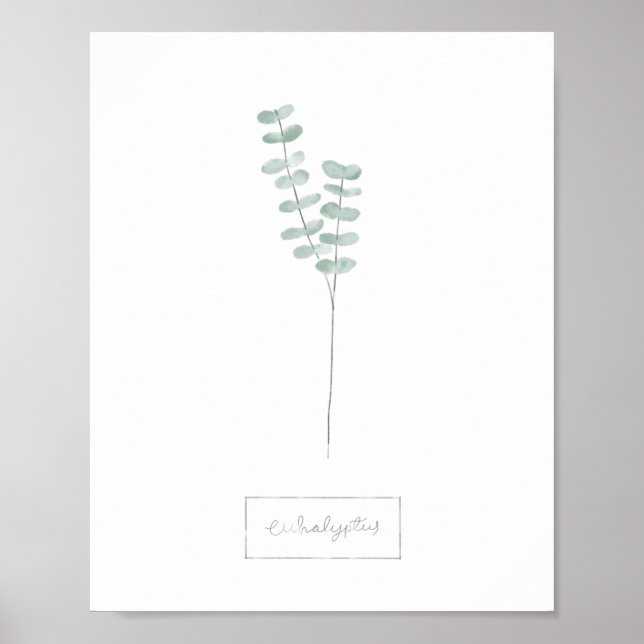 Póster Eucalyptus poster (Frente)