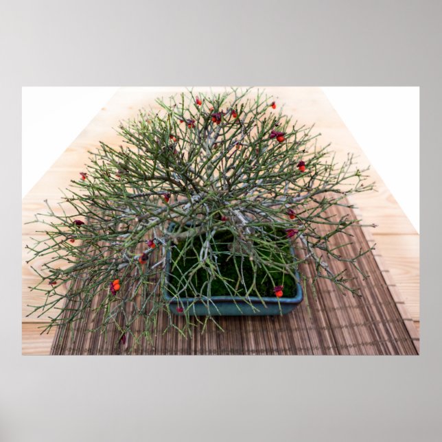 Póster Euonymus Japonicus Bonsai Tree Photo (Frente)