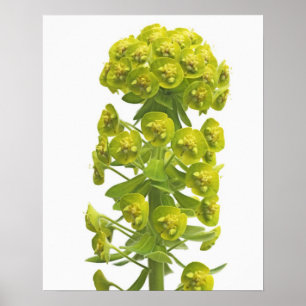 Póster Euphorbia