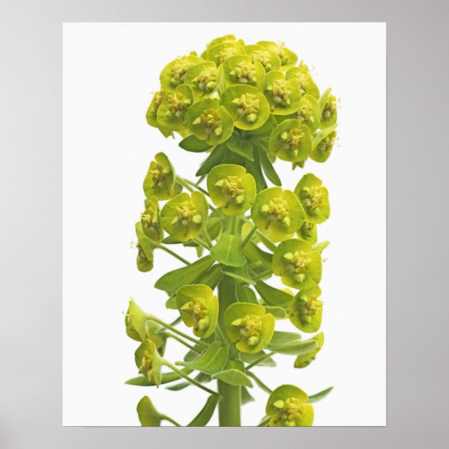 Póster Euphorbia (Frente)