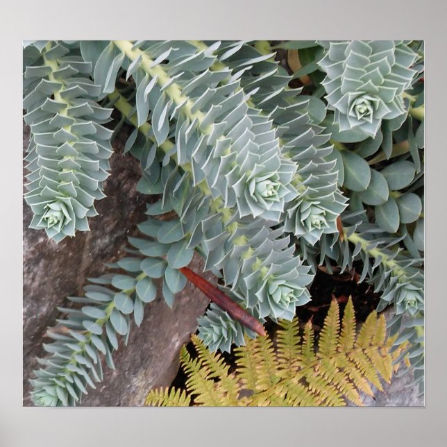 Póster Euphorbia Myrsinites (Myrtle Spurge) (Frente)