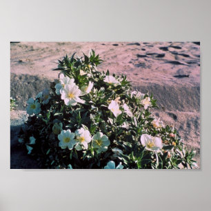 Póster Eureka Evening Primrose