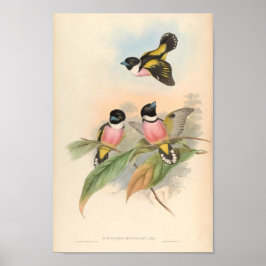 Póster Eurlyaimus Ochromalus Vintage Bird De Asia
