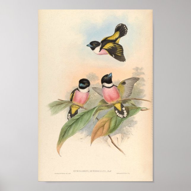 Póster Eurlyaimus Ochromalus Vintage Bird De Asia (Frente)
