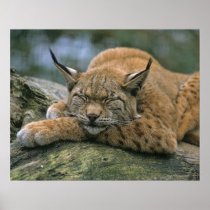 Póster Europ�_ischer Luchs, Eurasischer Luchs (lince