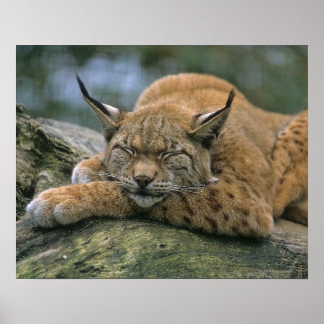 Póster Europ �_ischer Luchs, Eurasischer Luchs (Lynx) (Frente)