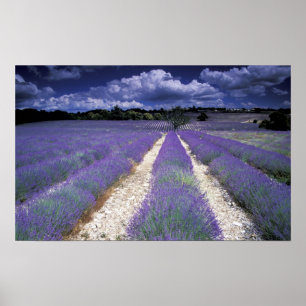 Póster Europa, Francia, Provenza. Campos de lavanda