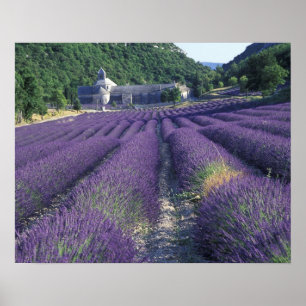 Póster Europa, Francia, Provenza. Campos de lavanda