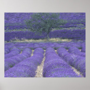 Póster Europa, Francia, Provenza, Sault, Campos Lavender